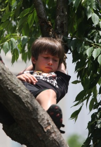 Drew Mclaughlin, 9, relaxes in one of the many trees populating the Fountain Square Park during the Concert in the Park event at the on June 10.  Mclaughlin, along with many others, spent the afternoon at the park with entertainment provided by Travis Dukes.  